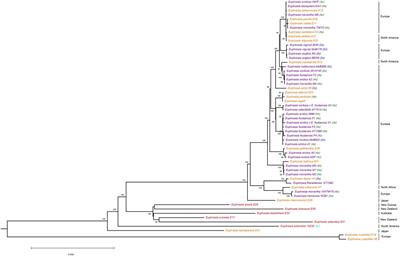 Pervasive Phylogenomic Incongruence Underlies Evolutionary Relationships in Eyebrights (Euphrasia, Orobanchaceae)